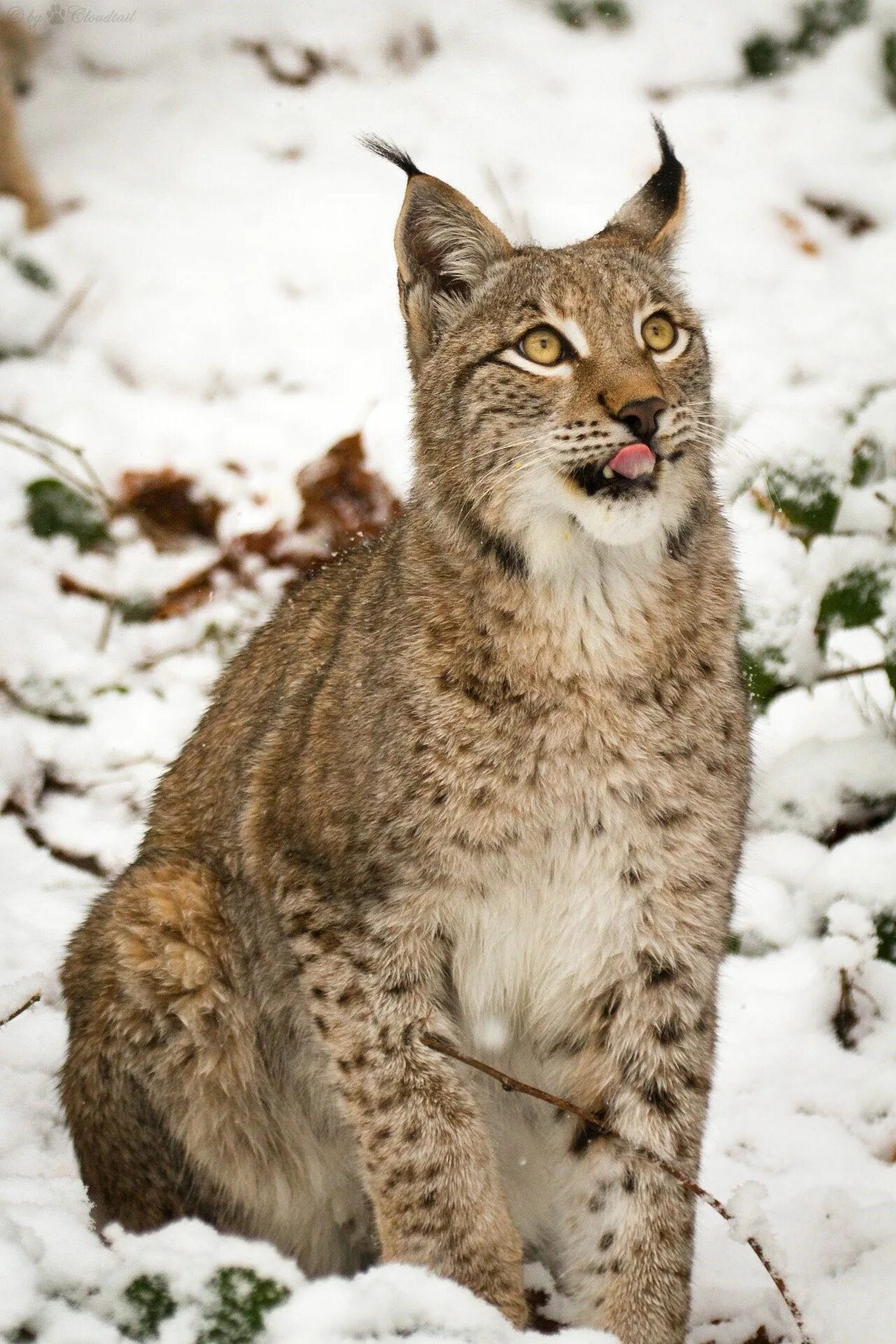 Lynx Рысь. Рысь Сибирская Евроазиатская. Рысь Дальневосточная. Рысь Кавказская.