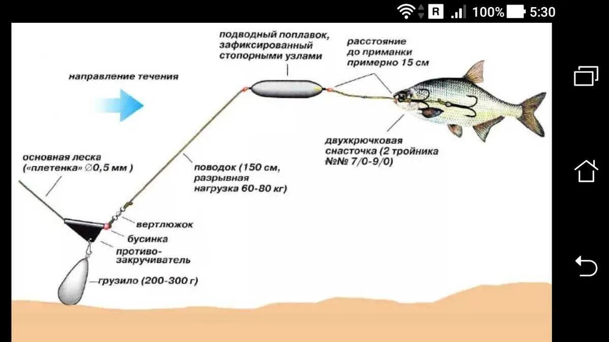 Донная снасть для ловли сома с берега. Снасть для ловли сома на донку. Схема донной снасти на сома. Оснастка на сома для донки с берега. Купить живца для рыбалки в москве