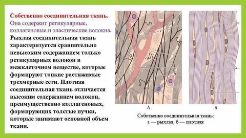 Виды плотной волокнистой соединительной ткани