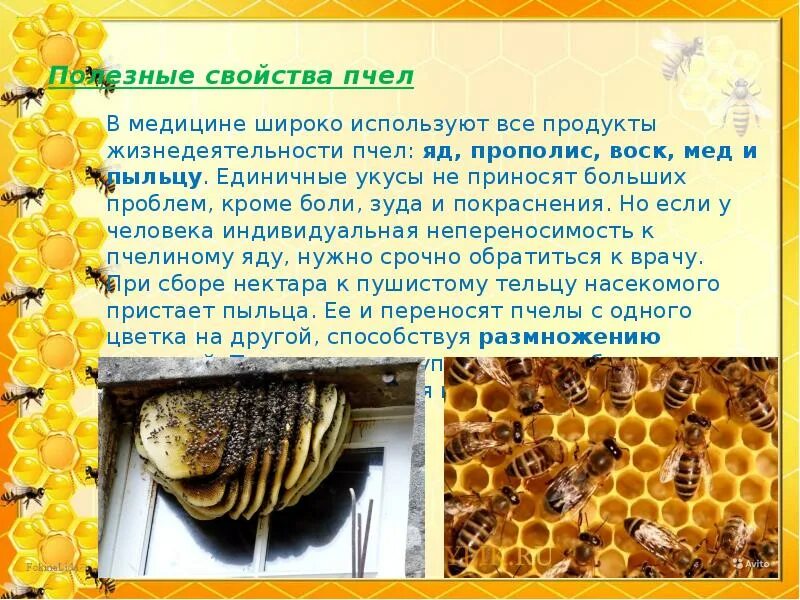 Какую пользу приносит пчела