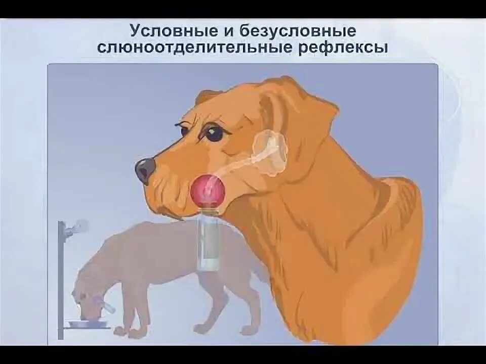 Выберите три примера условных рефлексов Условный рефлекс