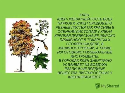 Клен какая систематическая группа