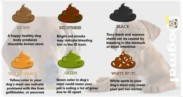 Stool перевод. Stool meaning. What your pet eat