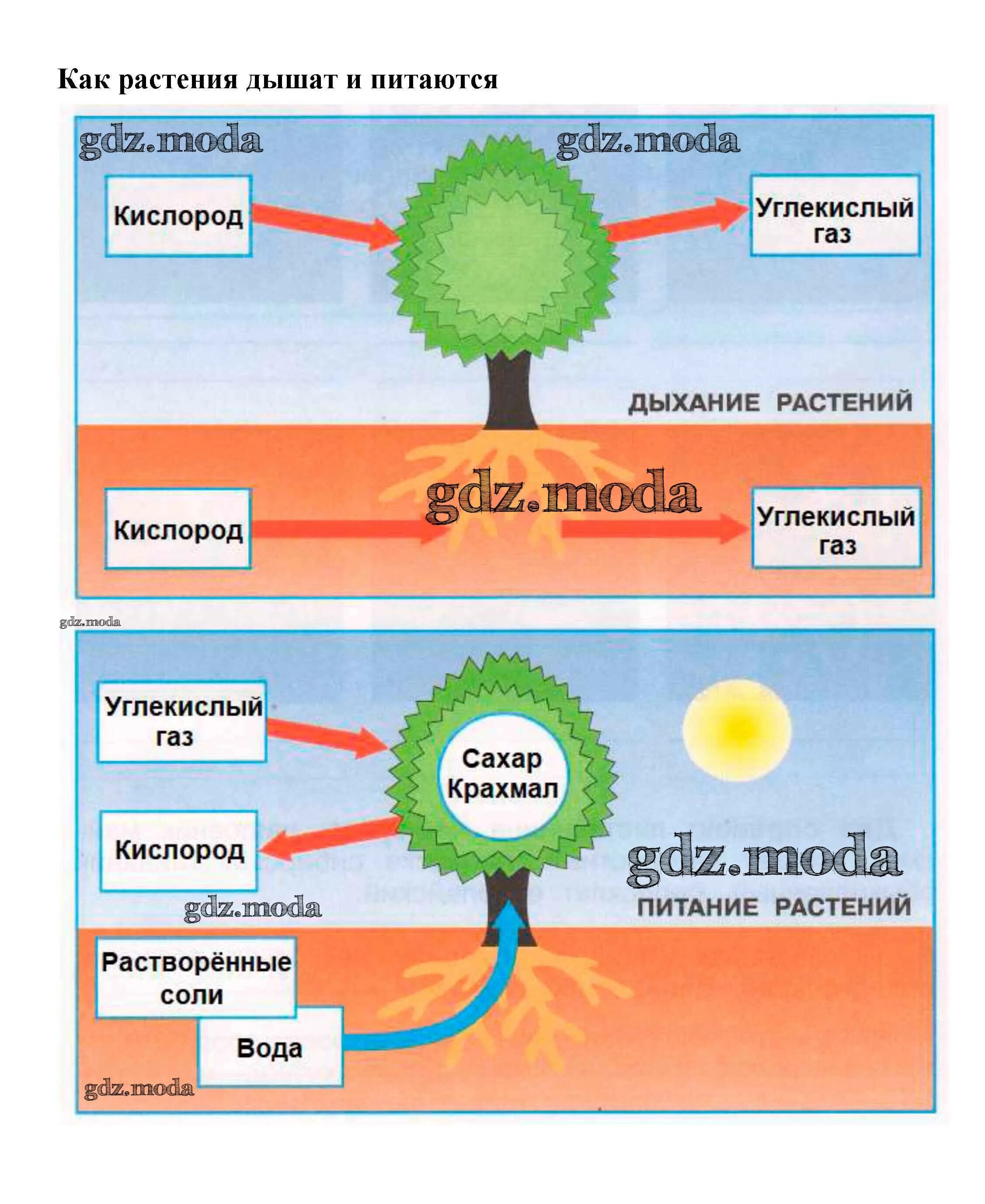 Процесс питания и дыхания растений. Схема питания и дыхания растений 3 класс. Модель дыхания и питания растений. Питание растений схема 3 класс. Питание растений 3 класс.