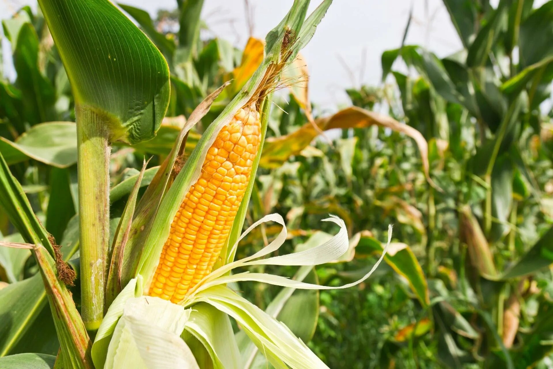 Corn на русском. Кукуруза обыкновенная (Маис). Кукуруза обыкновенная Фармакогнозия. Кукуруза царица. Соцветие кукурузы.