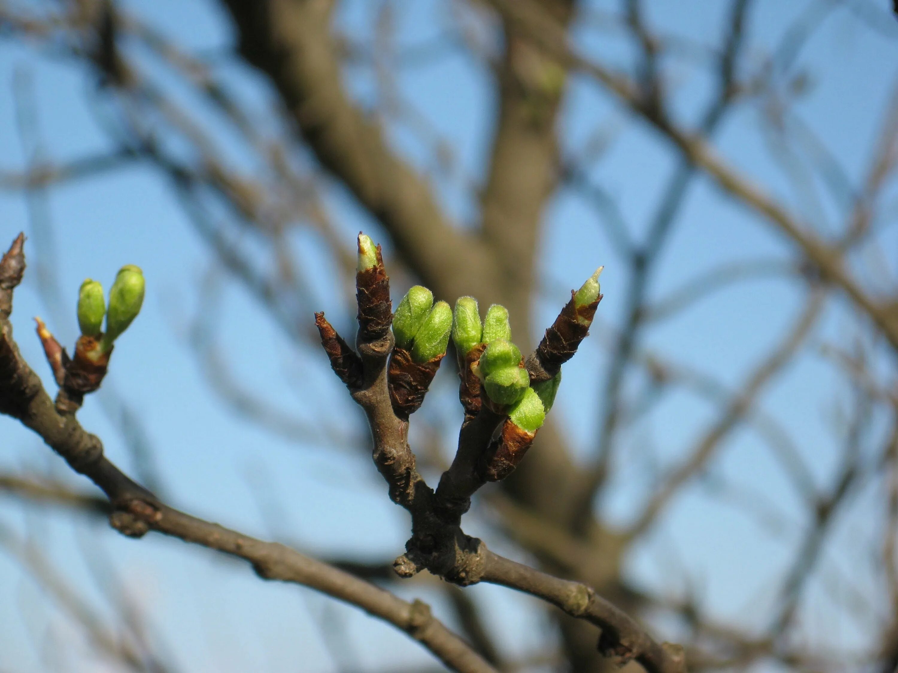 весенние почки на деревьях. почки на деревьях весной. распускаются листочки. весенние почки на деревьях. почки на деревьях.