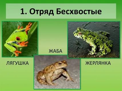 Класс земноводные 3 отряда