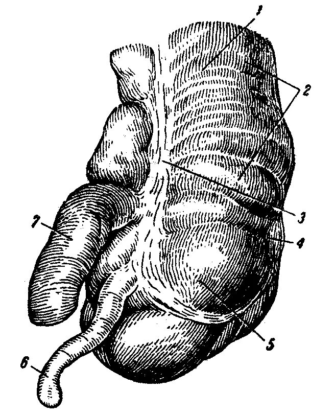 Слепая кишка рисунок. Анатомия слепой кишки и червеобразного отростка. Слепая кишка и червеобразный отросток. Строение червеобразного отростка. Сосуды брыжейки аппендикса.