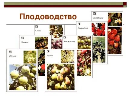 Чем занимается плодоводство