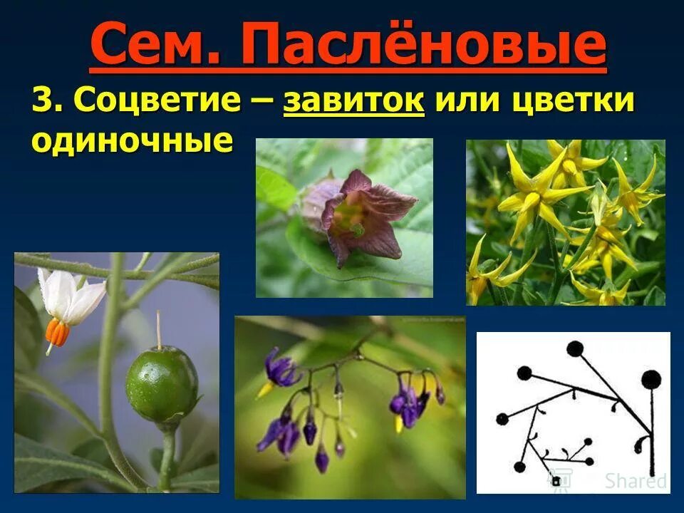 соцветие и плод пасленовых