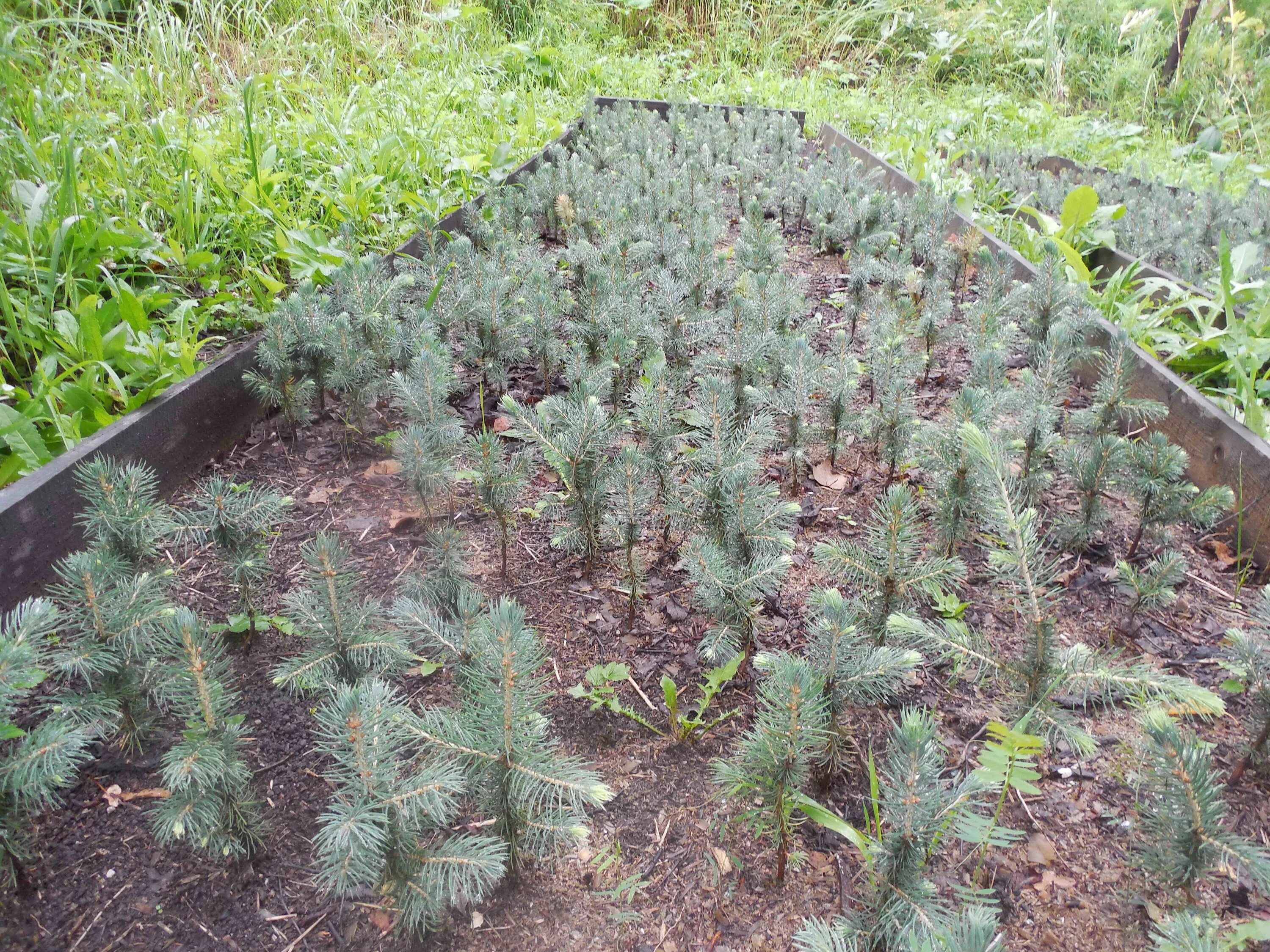 хвойный лапник сосны. огородники рассада. кедр сибирский прорастить. хвойник всходы из семян. рассада при.