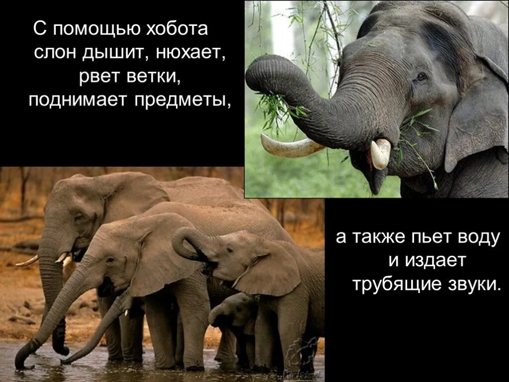 Факты о слонах. Интересные факты о слонах. О слонах для детей). Рассказ о слонах.