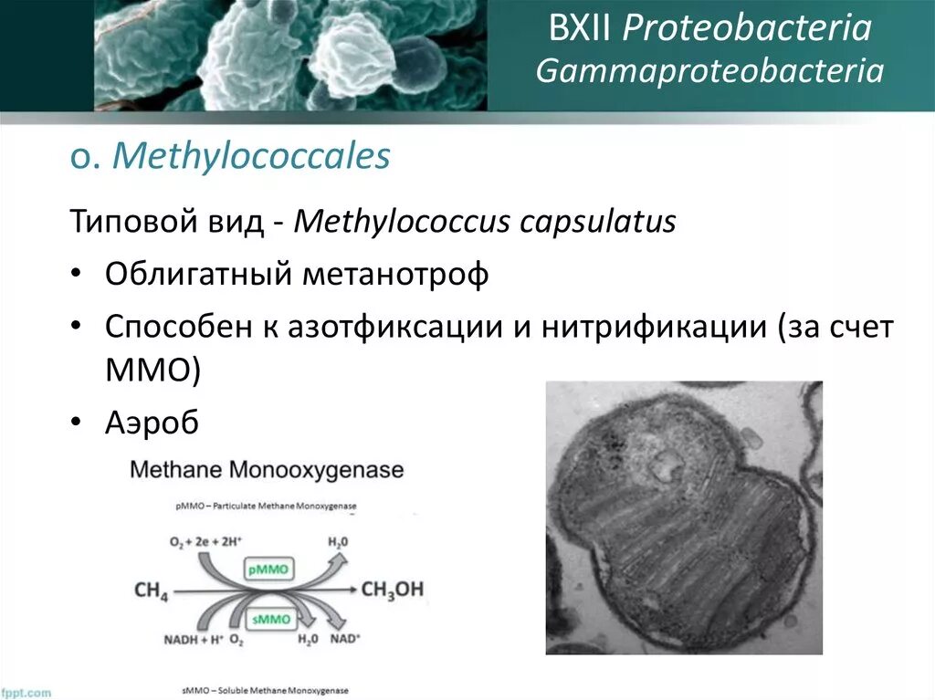Удивительная азотфиксация. Удивительная азотфиксация. Скрытые достижения геншин 3. Примогемы genshin impact. Примогемы genshin impact.