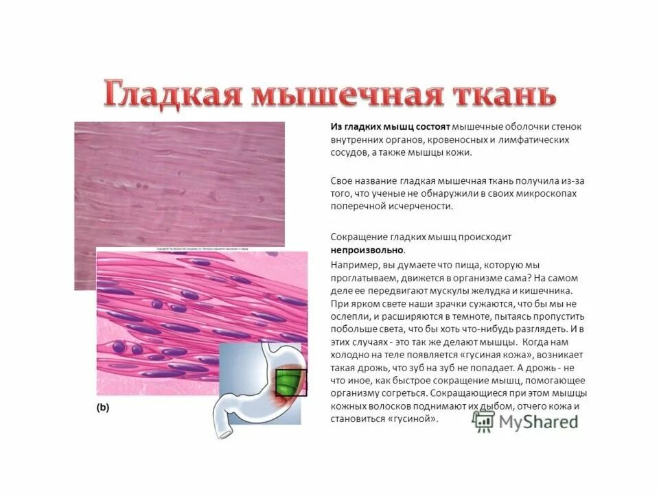 Мышечная оболочка состоит из ткани. При поражении гладкомышечной ткани происходит. гладкая мышечная ткань состоит из. гладкие мышцы состоят из. гладкие мышцы внутренних органов.
