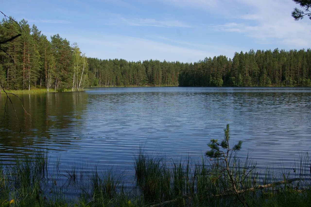 Причины большого количества озер в карелии. Петяярви озеро. Озеро Никоново Карелия. Карельский перешеек.. Озеро Оярви Карельский перешеек.