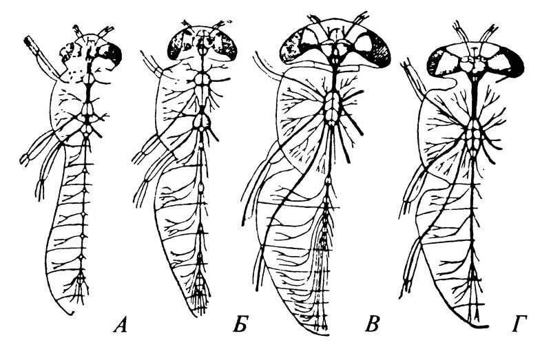 Какие системы у насекомых. Нервная система членистоногих насекомых. Нервная система насекомых состоит. Нервная система насекомых 7 класс. Нервная система насекомых схема.