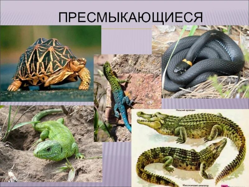 Приведи примеры пресмыкающихся животных. Пресмыкающиеся представители. рептилии представители. группа животных пресмыкающиеся. слайд пресмыкающиеся.