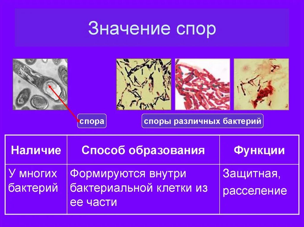 Какую функцию выполняют бактерии в организме