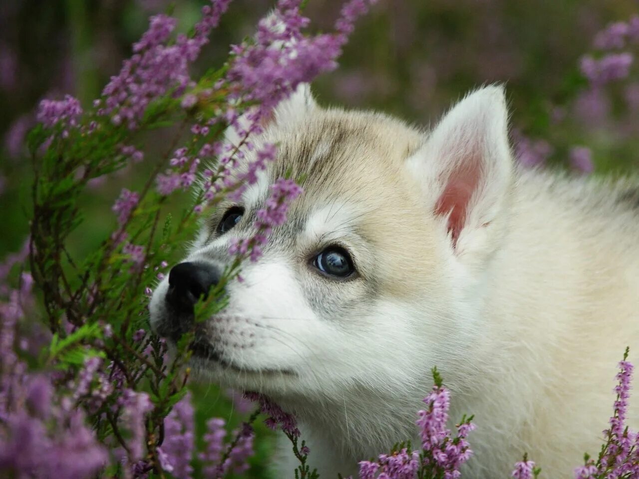 Spring animals