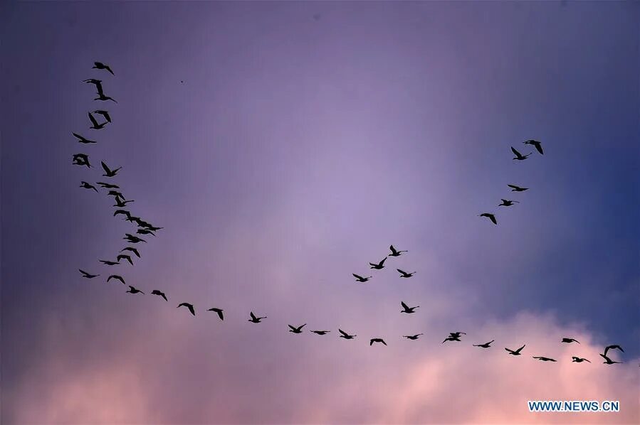 летающие скаты мобула. электронная сигарета ijust 2. скат выпрыгивает из воды. Rincoe manto aio 80w. манта и мобула.