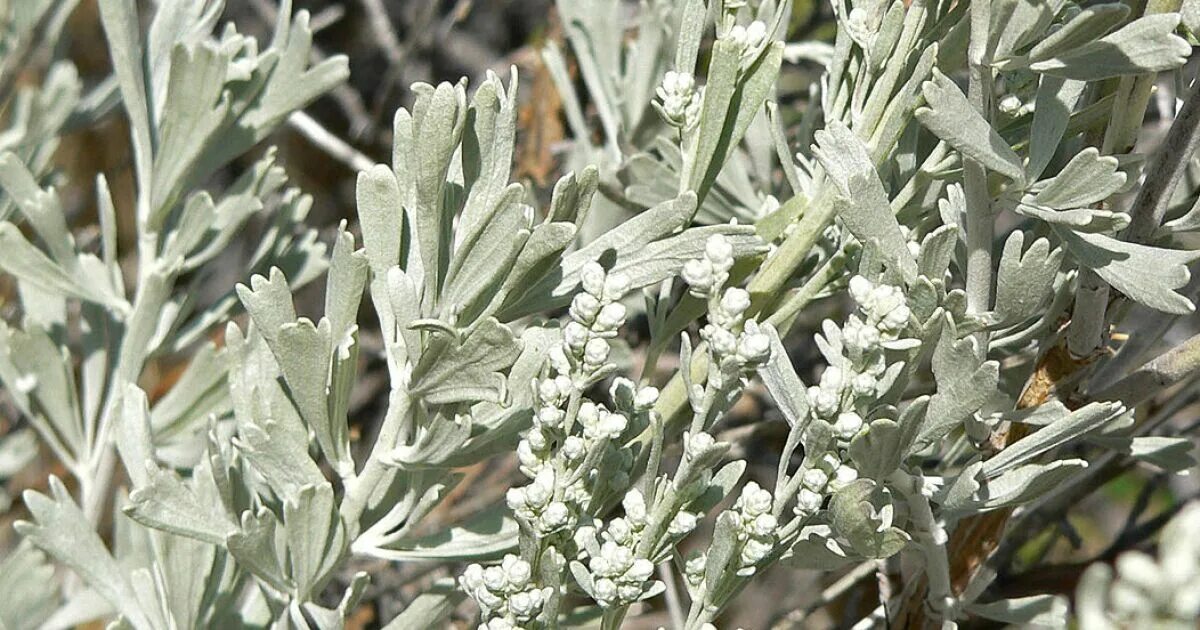 Жусан Полынь. Полынь трехзубчатая Artemisia. Полынь двудомная Полынь горькая. Полынь Степная. У полыни запах легок и прян