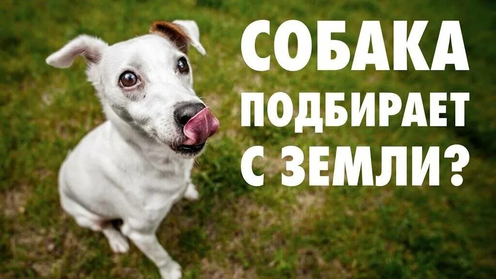 Как отучить щенка подбирать на улице. Собака подбирает с земли. собака подбирает. собака подбирает еду на улице. отучение собаки подбирать еду на улице.