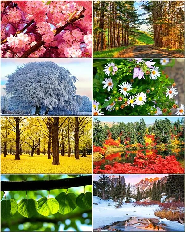 Какое время года хороша цветами. Коллаж времена года. Пейзажи всех времен года. Красивые времена года.