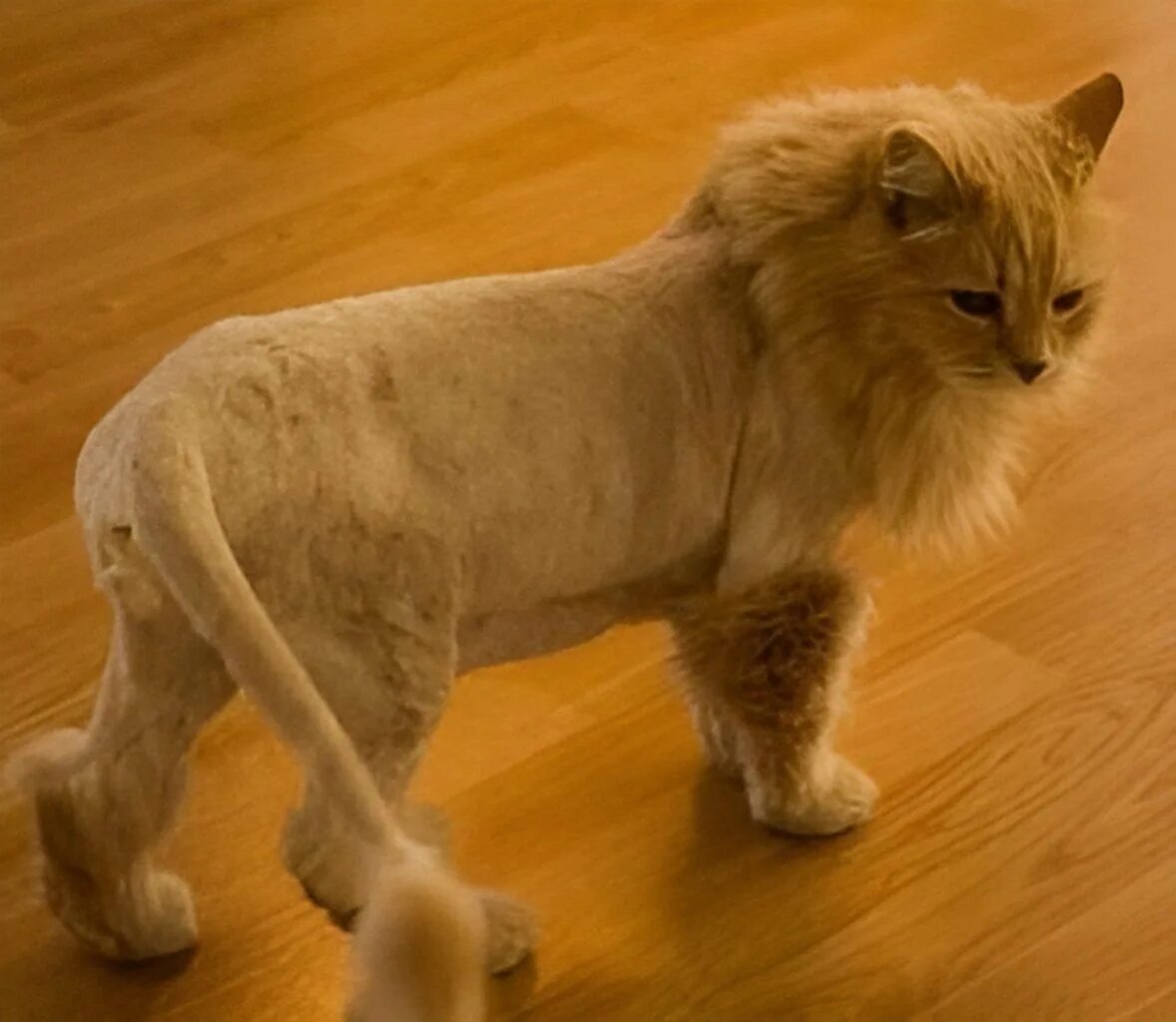 Стрижка под кошку. Стрижка кота. Кошка подстриженная под Льва. Стрижка кота под Льва. Стрижка кота подо Льва.