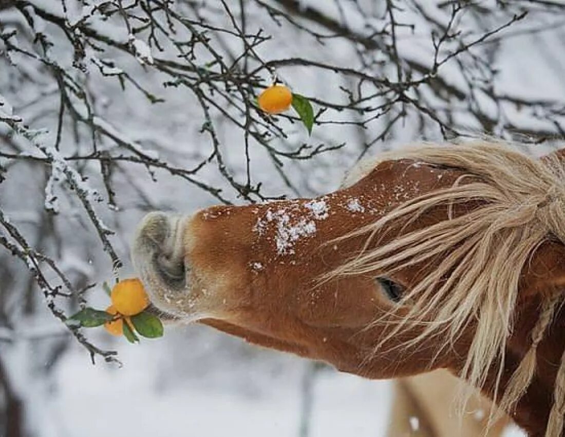 Добрая лошадка. С добрым утром с лошадьми зимой. Зимняя лошадь. Доброе утро лошади зимой. Доброе утро с лошадьми.