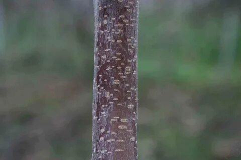 Чечевички