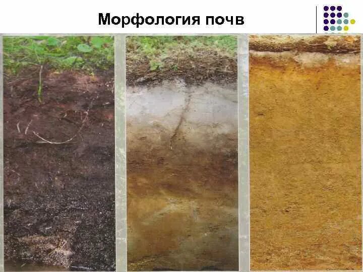 Морфологическое строение почвы. Морфологическая структура почвы. исследование морфологических показателей почвы. морфологические типы почв.