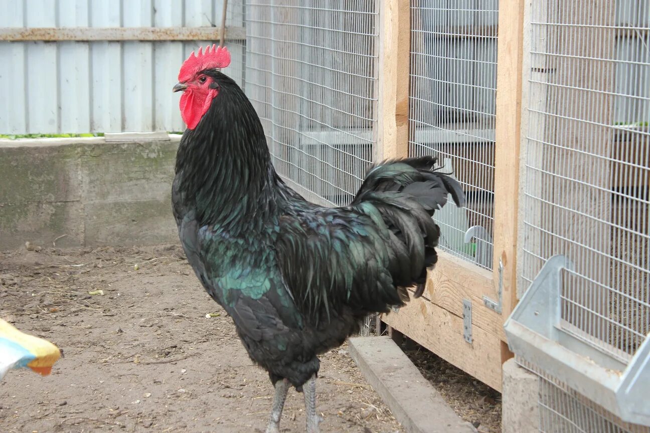 Джерсийский гигант куры. Дзержинский гигант куры. Описание породы джерсийский гигант. Джерсийский гигант голубой. Джерсийский гигант порода.