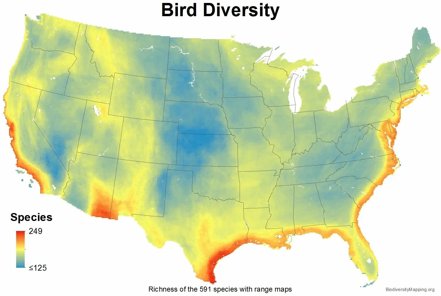 The bird of us. Species diversity. Ecology of North America. Biodiversity Bird Map. Global diversity of Birds Map.