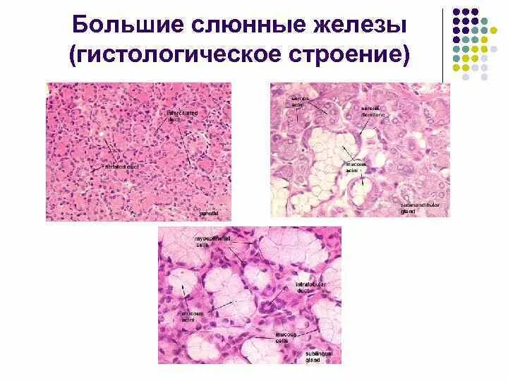 Околоушная слюнная железа гистология. Подчелюстная слюнная железа гистология. Поднижнечелюстная слюнная железа гистология. Строение околоушной слюнной железы гистология. Околоушная железа препарат