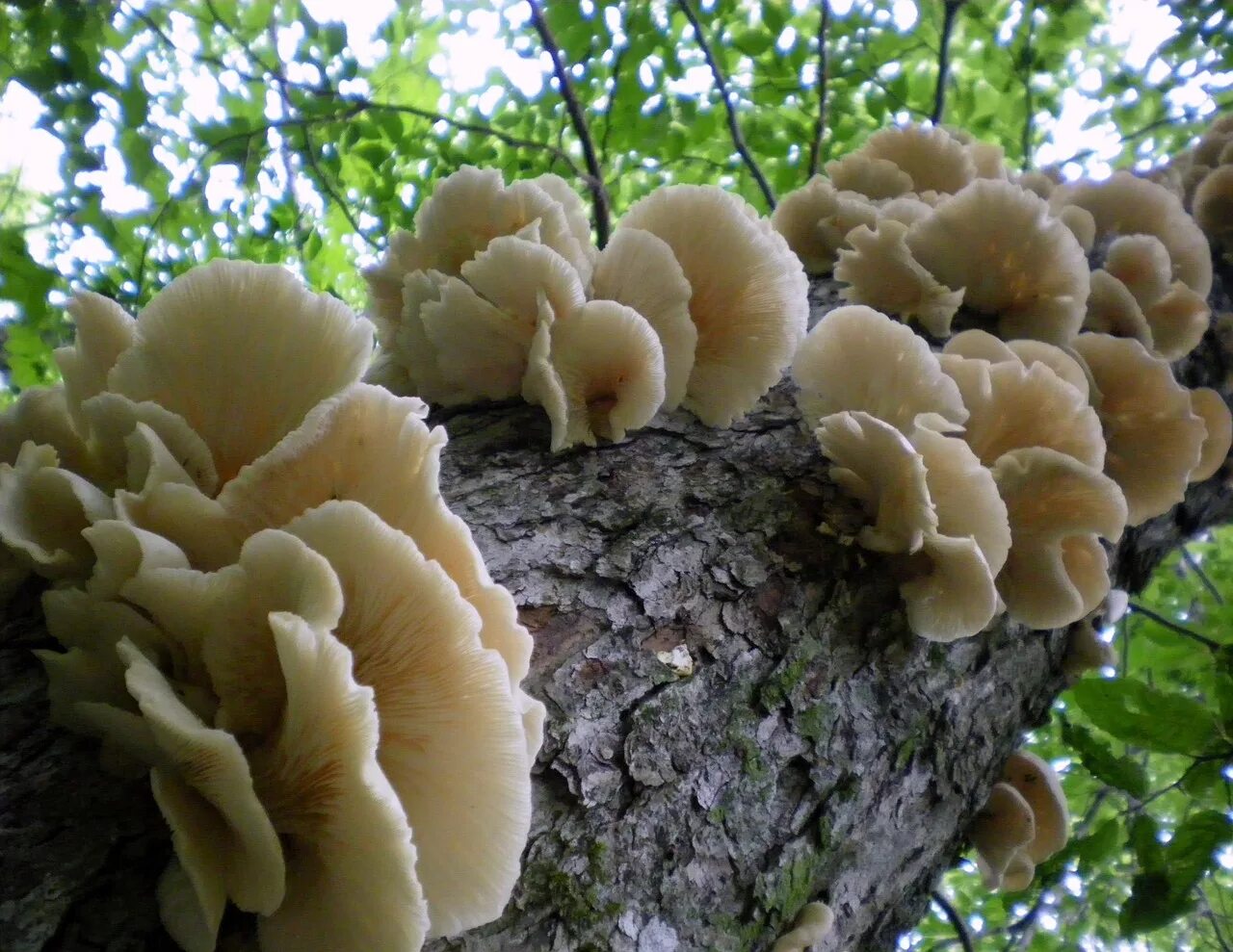 Вешенки на дереве. Вёшенка устричная (Pleurotus ostreatus). Трутовик вешенки. Вешенка древесный гриб. Вёшенка обыкновенная съедобные грибы.