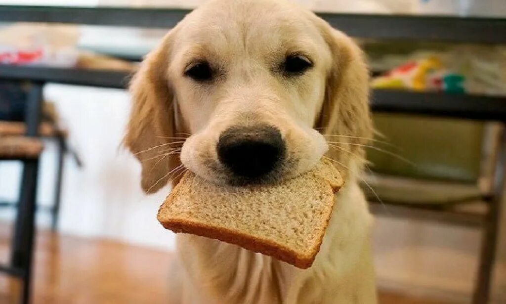 Собака в хлебушке. Собака с куском хлеба. Собака батон. Пес с хлебом. Можно ли собаке давать хлеб