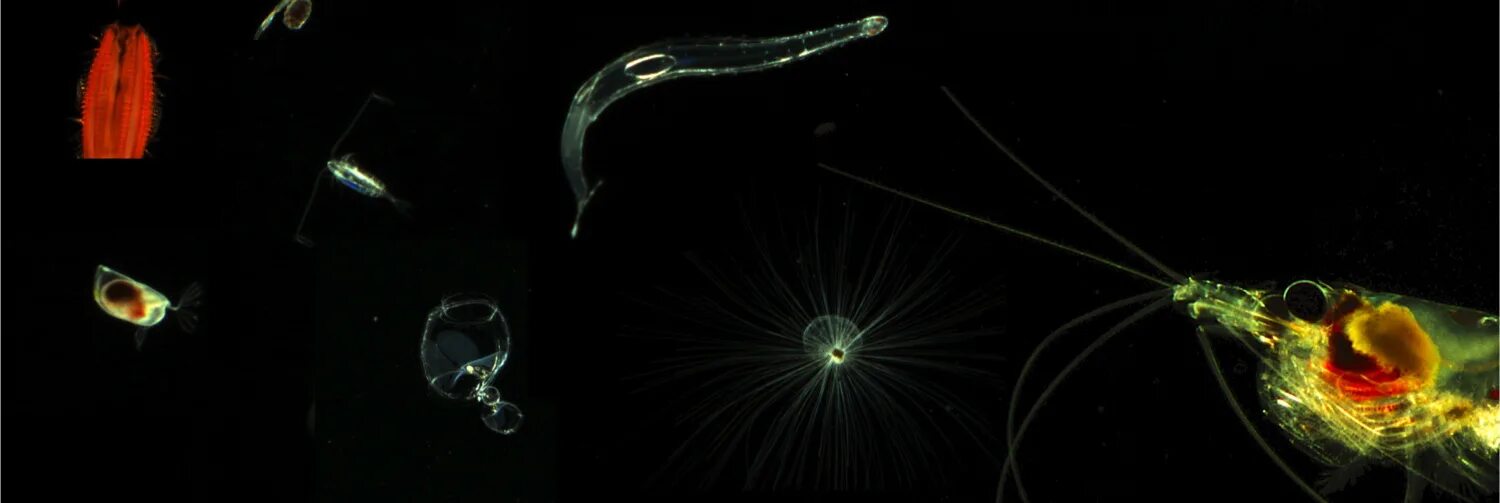 Какое количество планктона в кг. Планктон зоопланктон. Зоопланктон коловратки. Фитопланктон нанопланктон зоопланктон. Сапфириды фитопланктон.