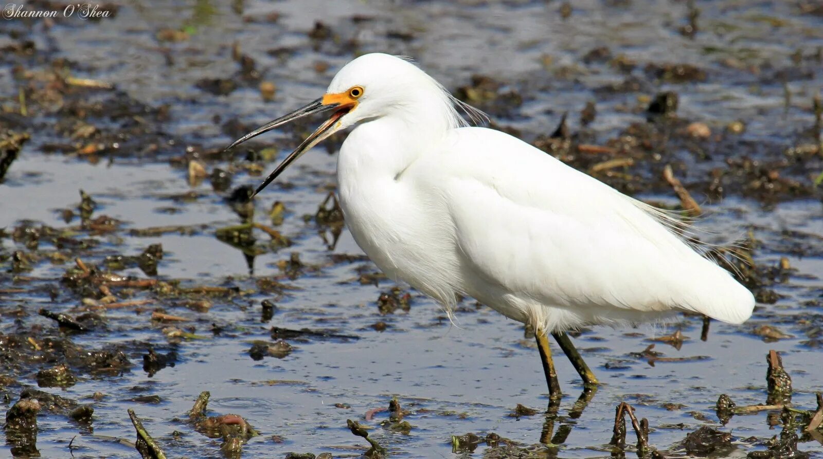 Чайки, крачки, поморники (Gulls, Terns, Jaegers) - Моя родина - Магадан
