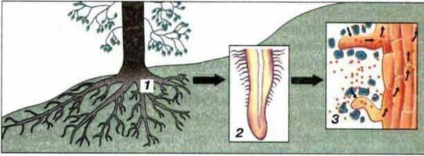 Вода поступает в корень через. Корневые волоски у растений. Поглощение воды растением. Механизм поглощения воды корнями растений. Всасывание воды корневыми волосками.