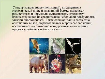 Пищевая специализация примеры