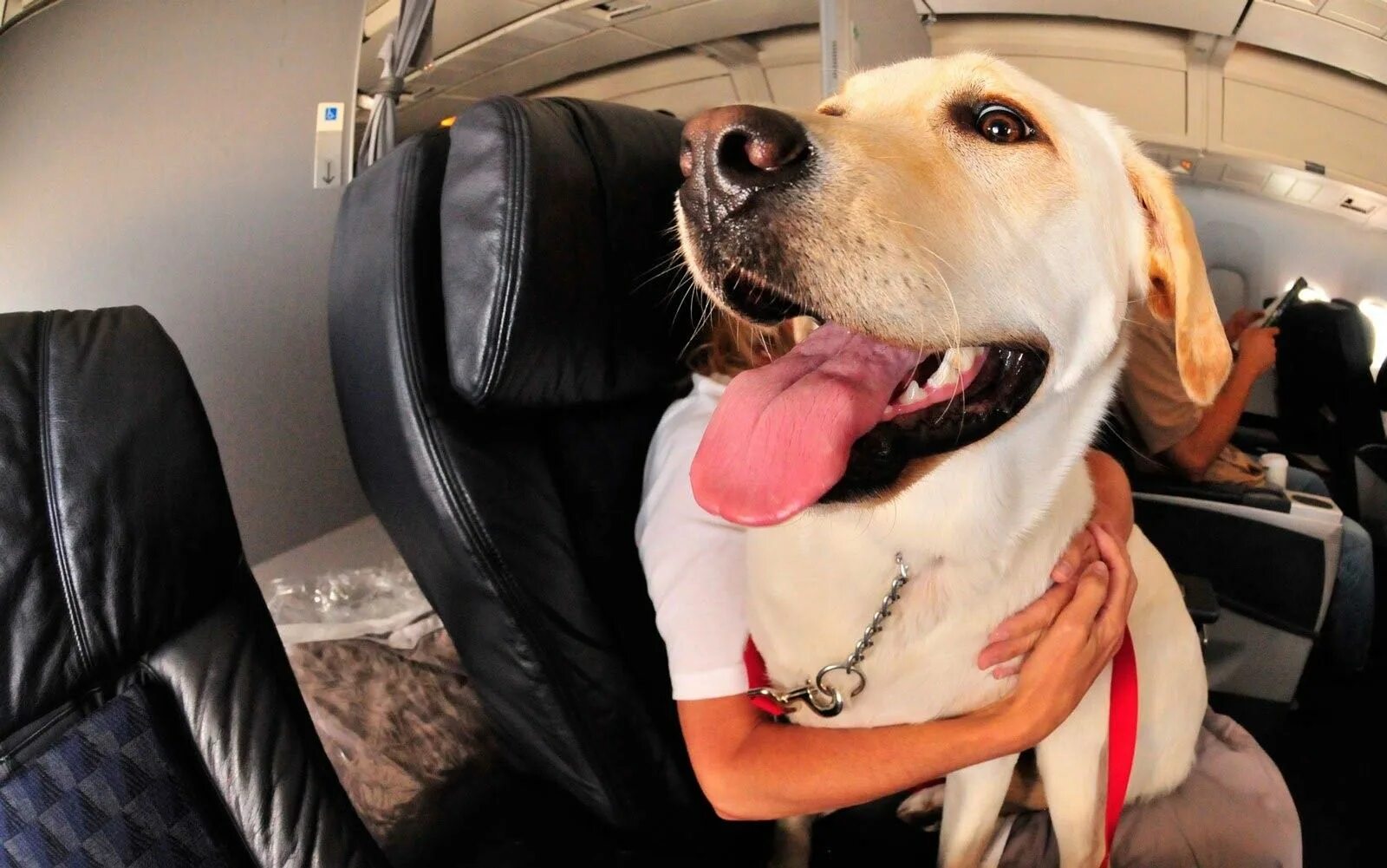 Ксолоитцкуинтли - ксоло. Питомец в самолете. Собаки саб. Ксолоитцкуинтли - орхидея инков. Перевозка животных в машине.