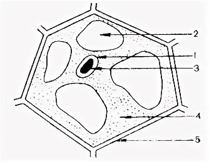 Тип 7 рассмотрите рисунок растительной клетки