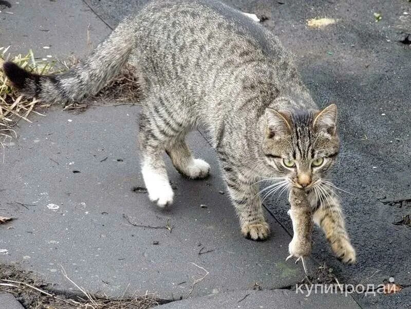 Кого поймал кот. Кошки крысоловы. кошка охотится. дворовые кошки. кот охотится на мышь.