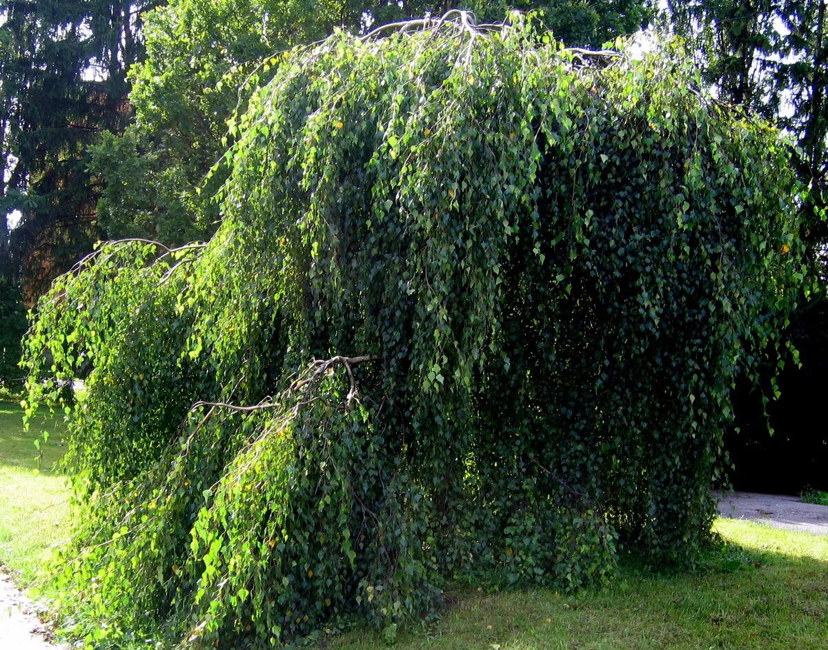 Береза плакучая Юнги. Береза Пендула плакучая. Береза повислая Youngii. Береза плакучая Youngii.