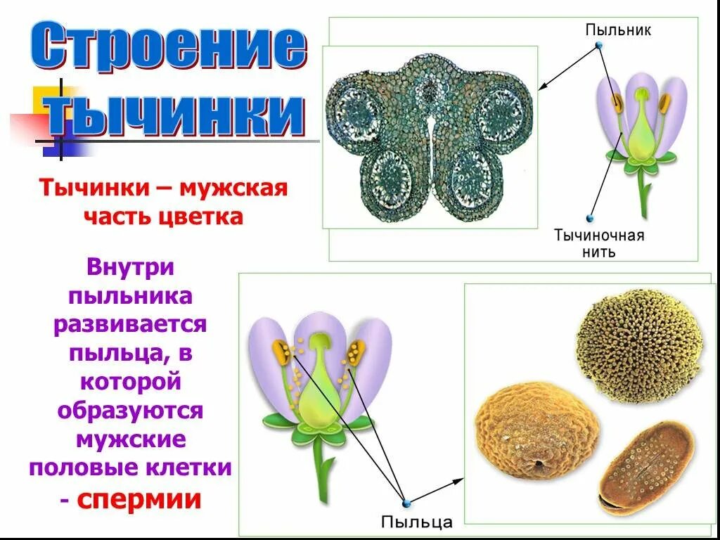 Строение пыльцы цветка. Строение тычинки пыльника и пыльцы. Мужские половые клетки цветка. Строение тычинки и пыльцы. Когда появляется пыльца