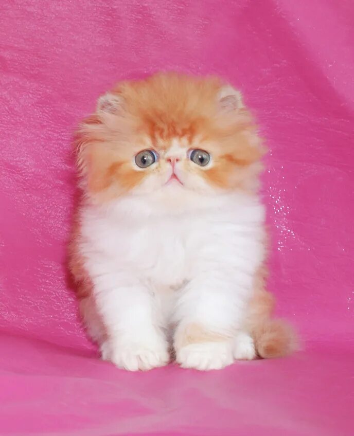 Белый котёнок, игрушка, кошка. в интернет-магазине на Ярмарке Мастеров Куклы и п
