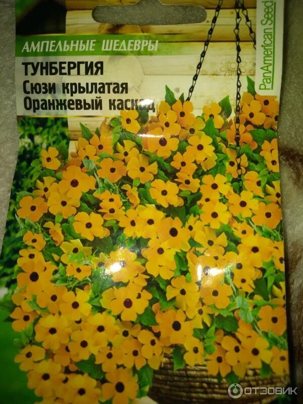 Тунбергия Сьюзи оранжевый. Тунбергия Сьюзи оранжевый Каскад. Тунбергия Сьюзи Крылатая белый Каскад. Тунбергия ампельная Сьюзи. Тунбергия крылатая семена