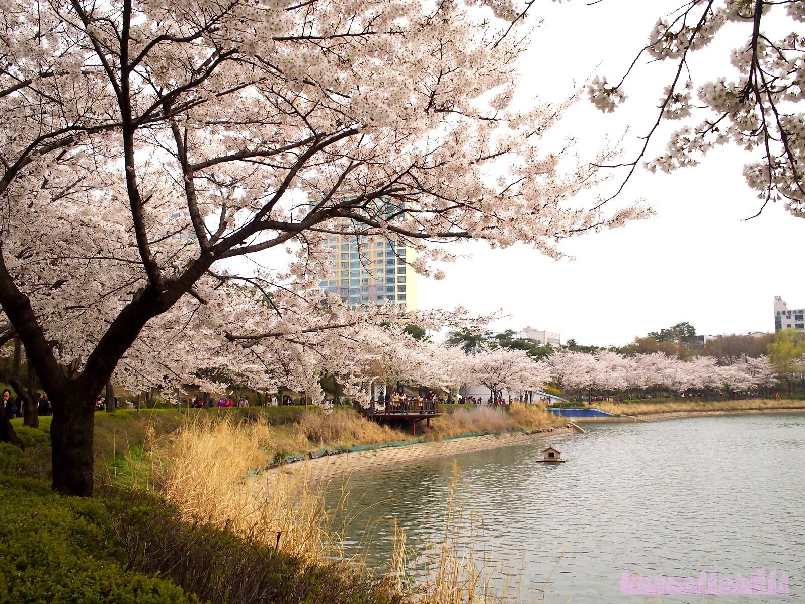 Корея черри блоссом. Цветущий сеул. Чинхэ южная корея. Корея черри блоссом. Цветение сакуры в южной корее.