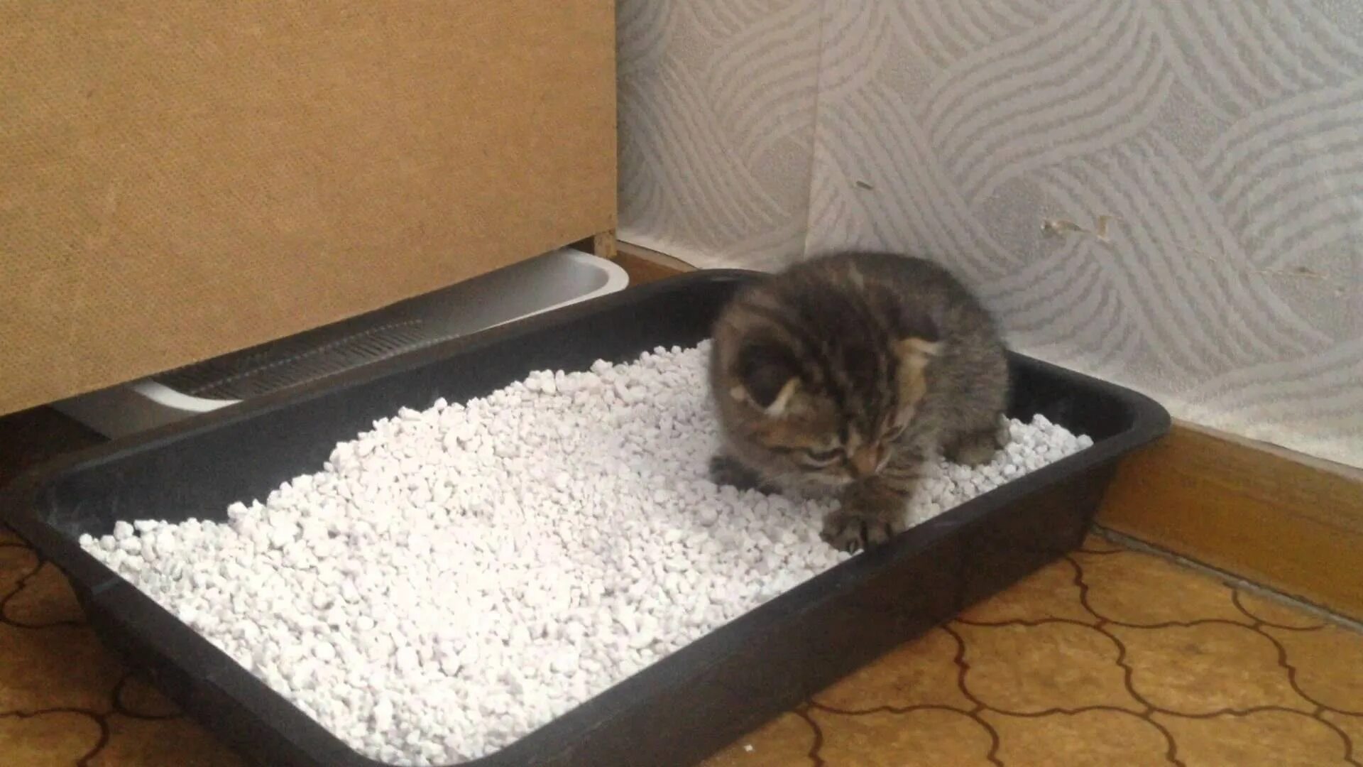 Как приучить котенка к лотку в 1.5. Лоток для котят. кот в лотке. древесный наполнитель в лотке. приучение котенка к лотку.