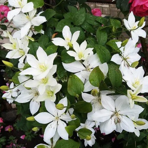 Клематисы Клематис Беби Стар "Clematis Baby Star " купить по цене 674 руб. Доста